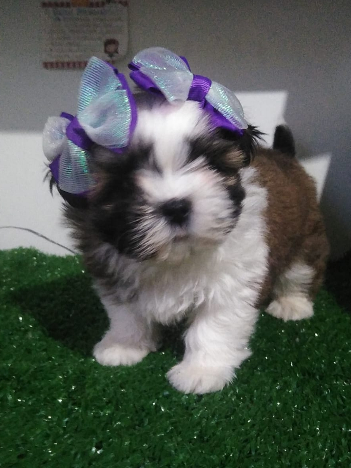 Shi Tzu